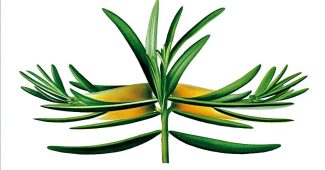 AI提示词_一根新鲜的龙蒿_chatgpt在线网页版官网缩略图