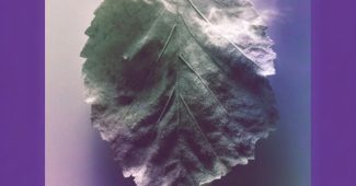 AI提示词_一片小冰霜叶_chatgpt会员怎么购买缩略图