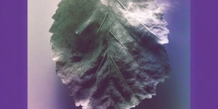 AI提示词_一片小冰霜叶_chatgpt会员怎么购买缩略图