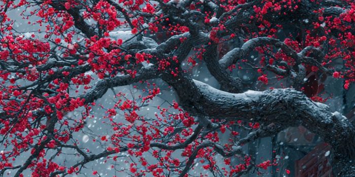 ChatGPT_AI提示词_古老的梅树在大雪中绽放出鲜艳的红花_chatgpt官网网页版缩略图