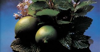 AI提示词_新鲜的香蜂草_chatgpt会员充值缩略图