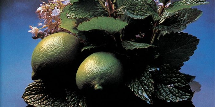 AI提示词_新鲜的香蜂草_chatgpt会员充值缩略图