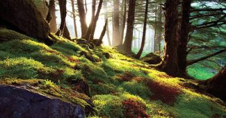 ChatGPT_AI提示词_一片丰盛的苔藓地毯_chatgpt会员怎么开通缩略图