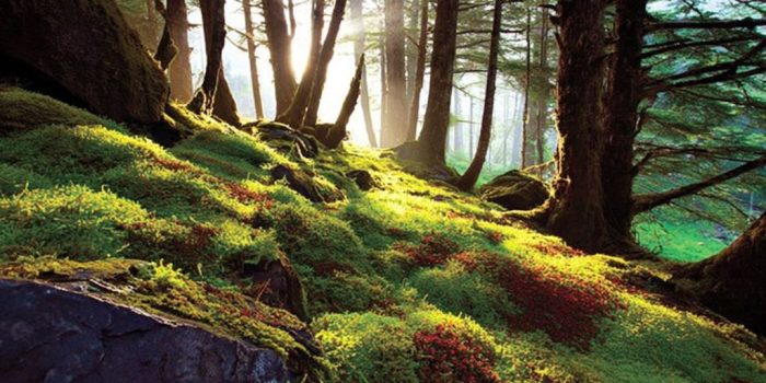 ChatGPT_AI提示词_一片丰盛的苔藓地毯_chatgpt会员怎么开通缩略图