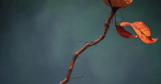 AI提示词_一个小种荚_chatgpt会员共享缩略图