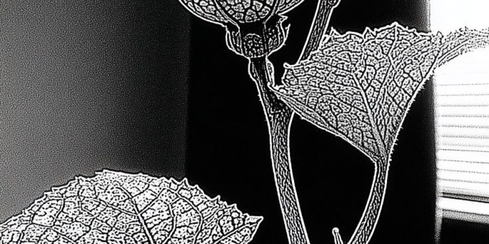 AI提示词_一株小藤芽_chatgpt会员收费标准缩略图