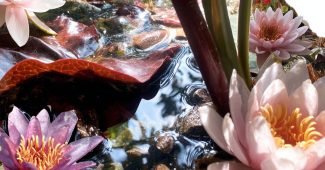 ChatGPT_AI提示词_一个宁静的莲花池_chatgpt在线版网页缩略图