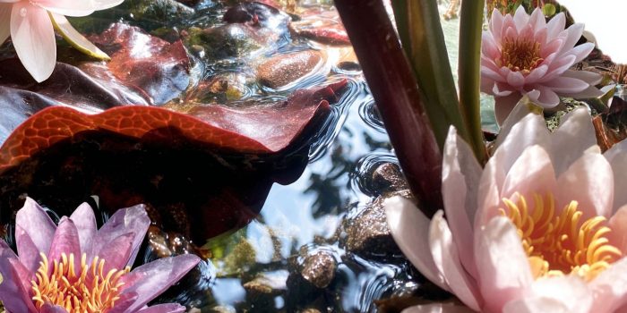 ChatGPT_AI提示词_一个宁静的莲花池_chatgpt在线版网页缩略图