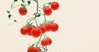 ChatGPT提示词_一款受草间弥生启发的简单番茄藤印花_chatgpt 官网缩略图