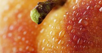 ChatGPT提示词_新鲜桃子的特写，水滴附着在表面，绒毛般的肌肤质感，细节丰富的果梗_chatgpt5.1即时聊天缩略图