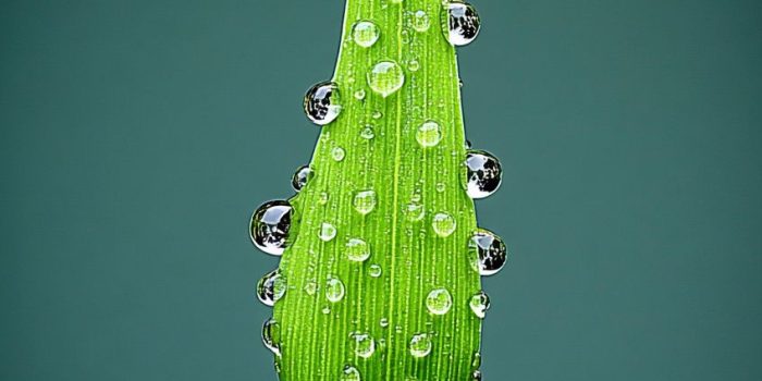 AI提示词_一个小露珠透镜_chatgpt官网中文版缩略图