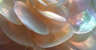 ChatGPT_AI提示词_一朵由珍珠制成的花，具有光滑自然的曲线和微妙的花瓣层次_chatgpt注册教练缩略图