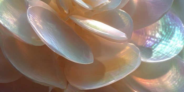 ChatGPT_AI提示词_一朵由珍珠制成的花，具有光滑自然的曲线和微妙的花瓣层次_chatgpt注册教练缩略图