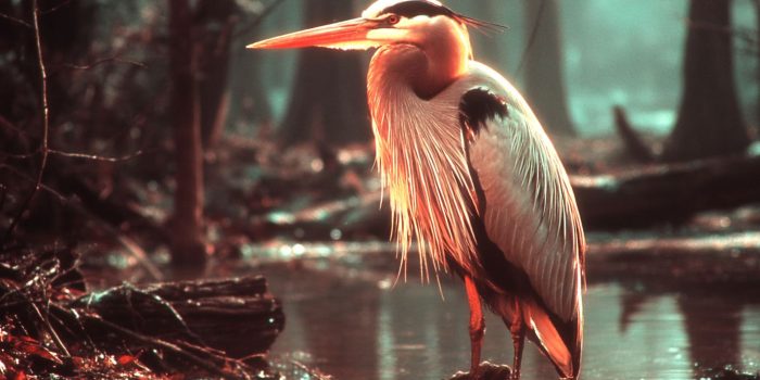 AI提示词_一只高贵的苍鹭_chatgpt5.0可以用吗缩略图