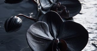 ChatGPT_AI提示词_一个黑色兰花的产品视觉场景，营造奢华与深度感_ChatGPT Team缩略图