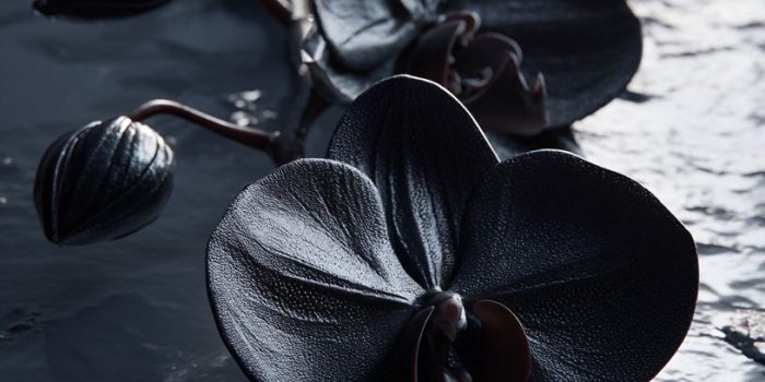 ChatGPT_AI提示词_一个黑色兰花的产品视觉场景，营造奢华与深度感_ChatGPT Team缩略图