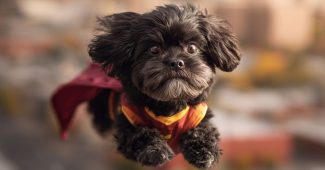 ChatGPT提示词_一只穿着超级英雄斗篷的小黑狮子狗在城市上空飞翔缩略图