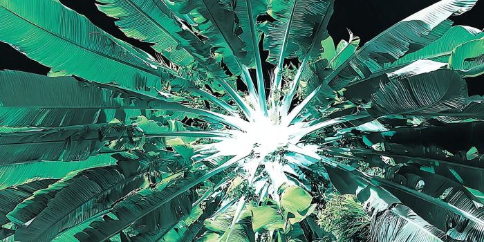 ChatGPT_AI提示词_一棵郁郁葱葱的热带棕榈树_chatgpt会员版缩略图