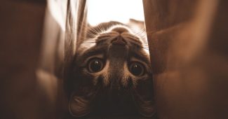 ChatGPT_AI提示词_一只好奇的猫从纸袋的开口向里看_chatgpt会员多少钱一次缩略图