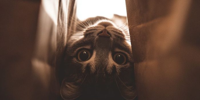 ChatGPT_AI提示词_一只好奇的猫从纸袋的开口向里看_chatgpt会员多少钱一次缩略图