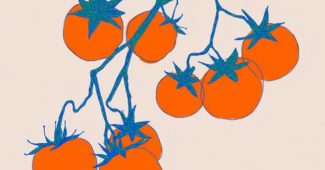 ChatGPT提示词_插图展示了一棵绿色番茄藤，上面结着八个鲜红的番茄_如何购买gpt会员最便宜缩略图