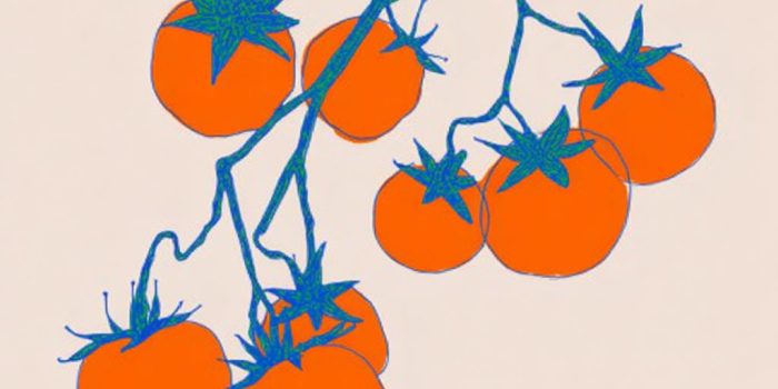 ChatGPT提示词_插图展示了一棵绿色番茄藤，上面结着八个鲜红的番茄_如何购买gpt会员最便宜缩略图