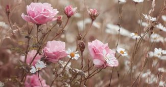 ChatGPT提示词_一片野花田，粉色玫瑰和白色雏菊在高草中优雅绽放_chatgpt会员共享缩略图