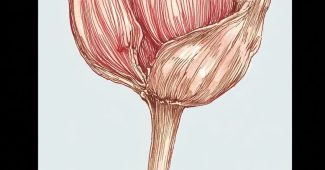 AI提示词_一朵小花的花蕾_如何购买gpt会员便宜点缩略图