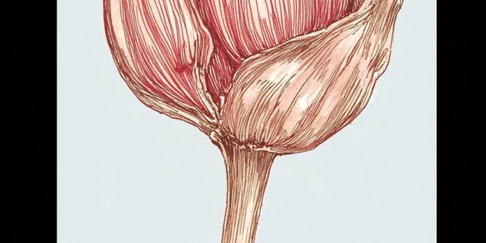 AI提示词_一朵小花的花蕾_如何购买gpt会员便宜点缩略图