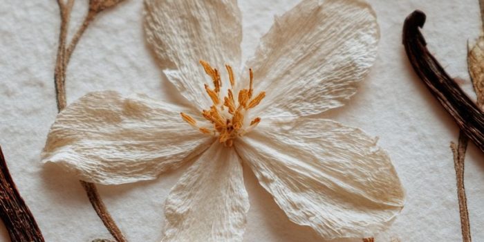 ChatGPT提示词_手工压制的茉莉花和香草花瓣设计精致自然_怎么开通chatgpt会员缩略图