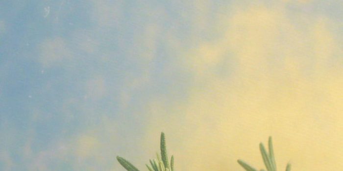 AI提示词_新鲜迷迭香枝_chatgpt plus缩略图