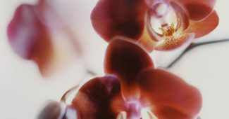 ChatGPT_AI提示词_一支华丽的深红兰花，绒面花瓣呈现红棕色渐变，中心为奶油色与酒红色的斑点图案_chatgpt会员怎么开通缩略图