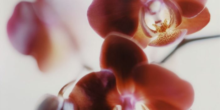 ChatGPT_AI提示词_一支华丽的深红兰花，绒面花瓣呈现红棕色渐变，中心为奶油色与酒红色的斑点图案_chatgpt会员怎么开通缩略图