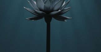 AI提示词_一朵宁静的莲花绽放_chatgpt5.0新增功能缩略图