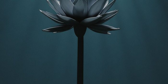 AI提示词_一朵宁静的莲花绽放_chatgpt5.0新增功能缩略图