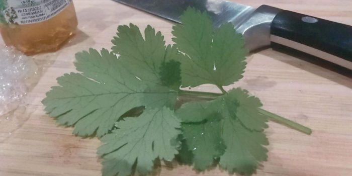 AI提示词_一片新鲜的香菜叶_chatgpt.com.缩略图