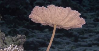 AI提示词_一只生动的珊瑚扇_国内如何买gpt会员卡便宜一点缩略图