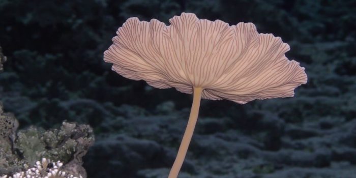 AI提示词_一只生动的珊瑚扇_国内如何买gpt会员卡便宜一点缩略图