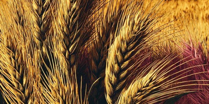 ChatGPT_AI提示词_一片金色大麦田_chatgpt官网网址缩略图