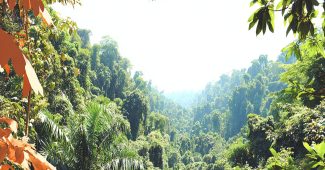 ChatGPT_AI提示词_茂密的雨林树冠_chatgpt帐号购买缩略图