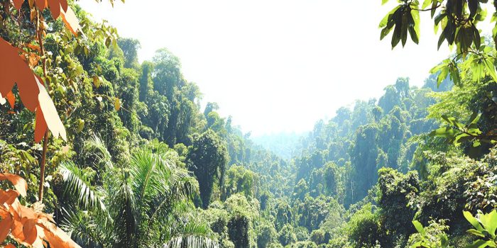 ChatGPT_AI提示词_茂密的雨林树冠_chatgpt帐号购买缩略图