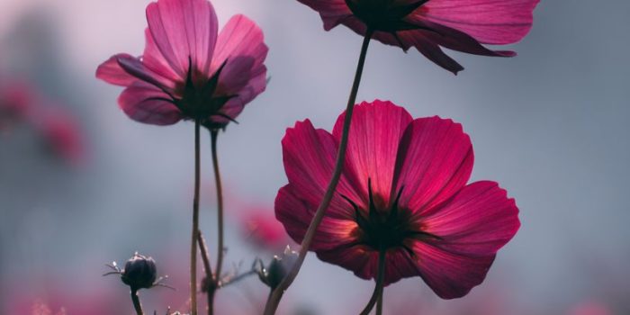 AI提示词_几朵酒红色的宇宙花在薄雾笼罩的田野中高耸_chatgpt网页版官网缩略图