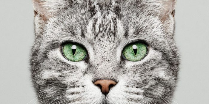 ChatGPT提示词_一只猫在灰色背景下用锐利的绿色眼睛凝视镜头_chatgpt5缩略图