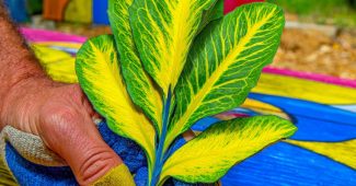 AI提示词_一片新鲜的酸模叶_chatgpt在线网页版3.5缩略图