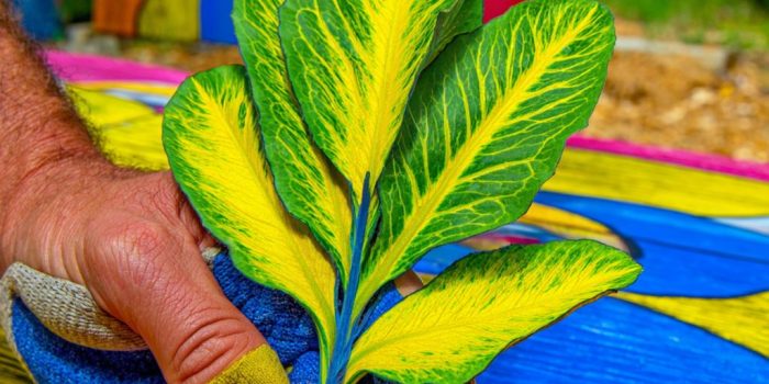 AI提示词_一片新鲜的酸模叶_chatgpt在线网页版3.5缩略图