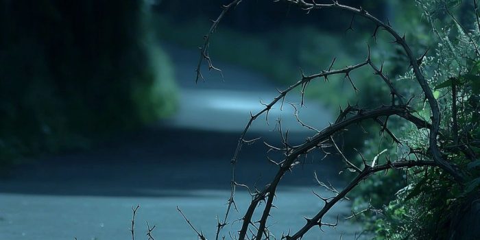 ChatGPT_AI提示词_荆棘丛生的小路_chatgpt会员多少钱一年缩略图