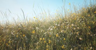 ChatGPT提示词_一幅清澈蓝天下有机草甸的摄影作品缩略图