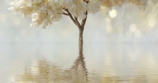 ChatGPT提示词_一个全白的树在水中倒影，背景为白色_gpt帐号怎么注册缩略图