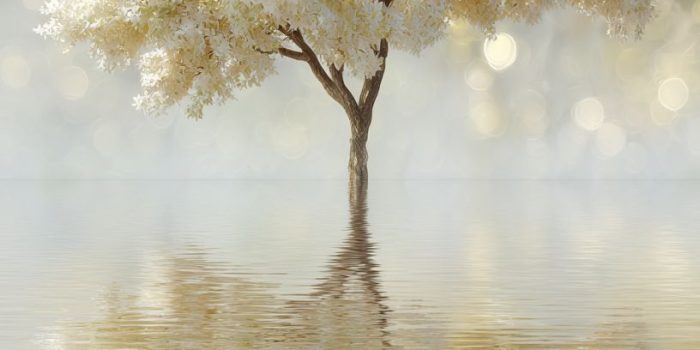 ChatGPT提示词_一个全白的树在水中倒影，背景为白色_gpt帐号怎么注册缩略图