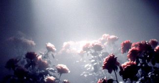 ChatGPT_AI提示词_一座盛开的玫瑰花园_gpt会员不支持国内银行卡缩略图